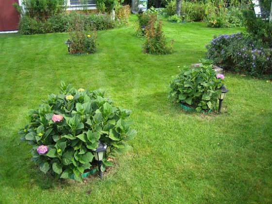 Hortensia { Mina hortensior är inte så värst blomvilliga och sena är de också. } 