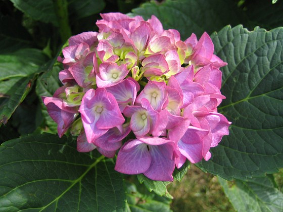 Hortensia  
  
2009-09-05 IMG_0035  
Granudden  
Färjestaden  
Öland