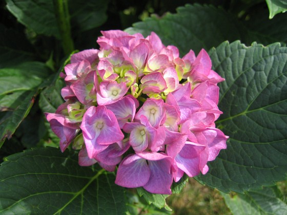 Hortensia 
