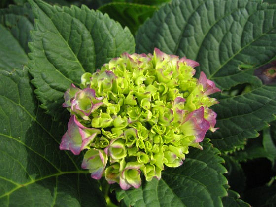 Hortensia