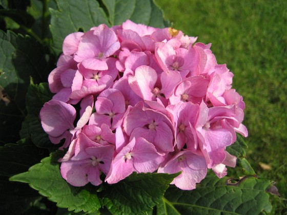 Hortensia 
