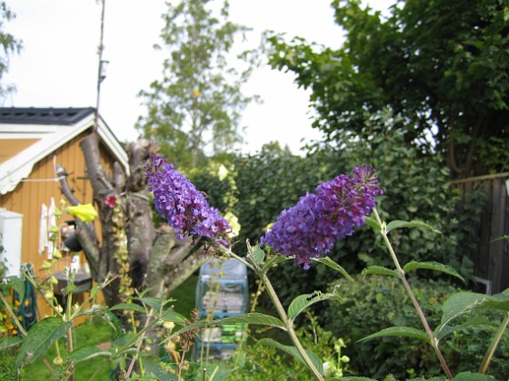 Buddleja 
