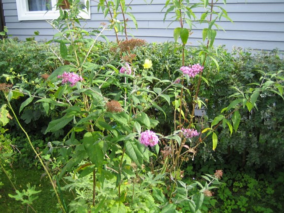 Buddleja