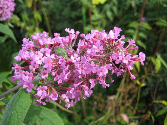 Buddleja 
