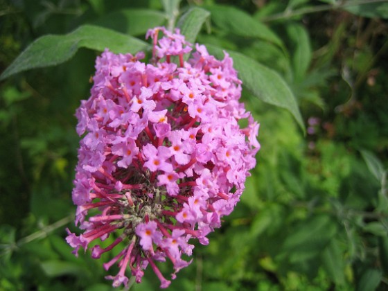 Buddleja {  } 