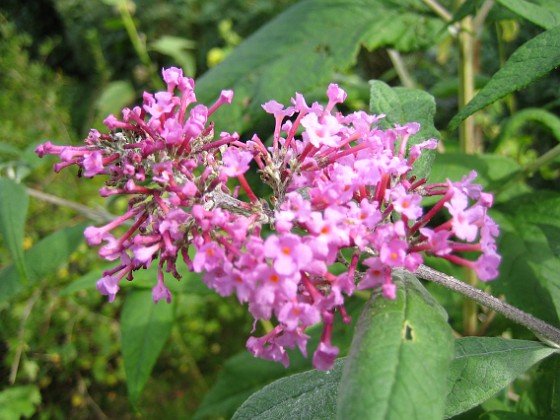 Buddleja {  } 