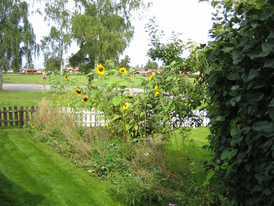 Bakgården  
  
2009-09-05 IMG_0055  
Granudden  
Färjestaden  
Öland