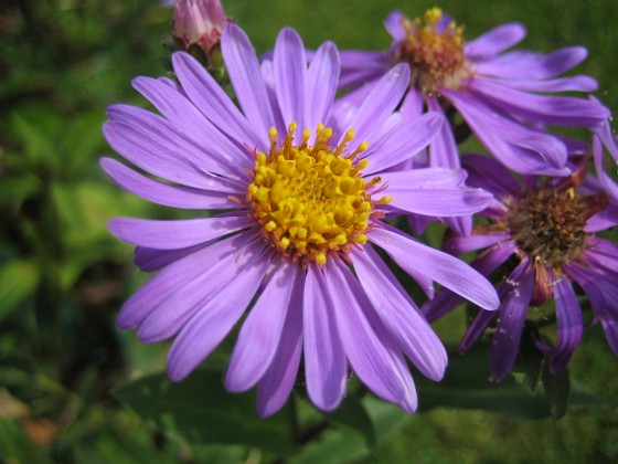 Aster {  } 