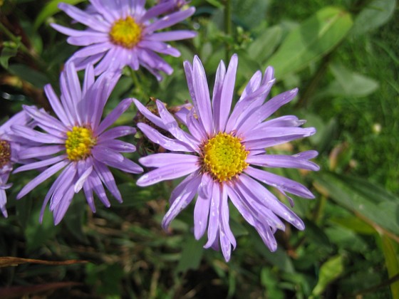 Aster {  } 