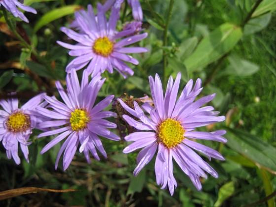 Aster