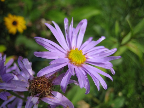 Aster 
