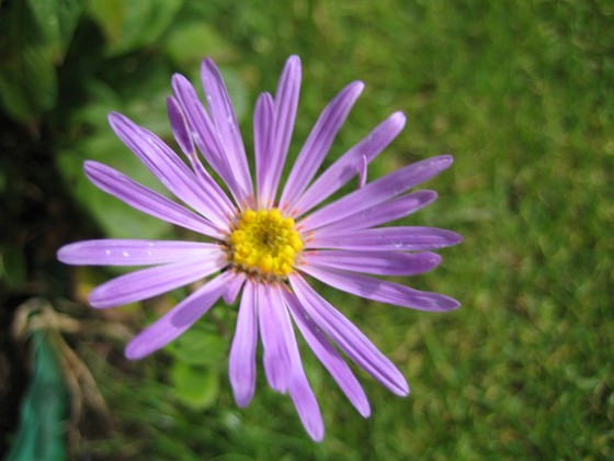 Aster