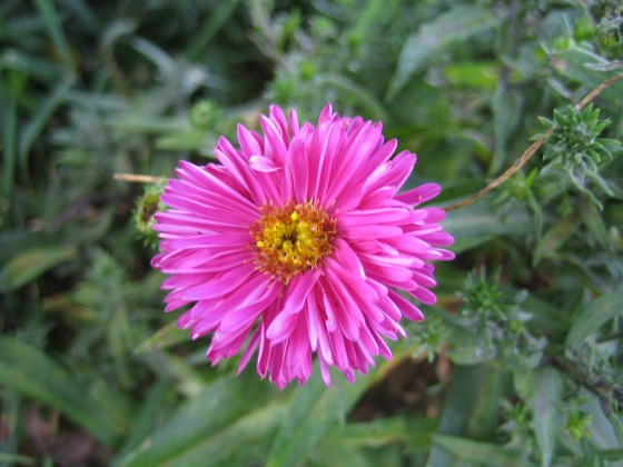 Aster 
