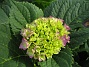 Hortensia