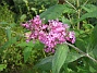 Buddleja