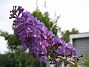 Buddleja