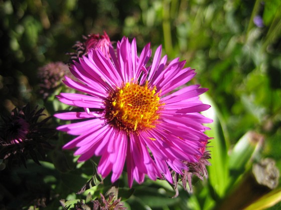 Aster 
