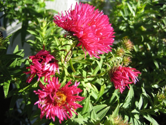 Aster  
  
2009-09-19 IMG_0023  
Granudden  
Färjestaden  
Öland