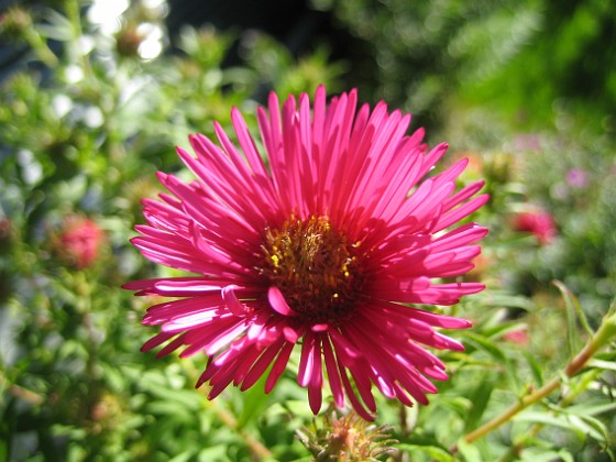 Aster