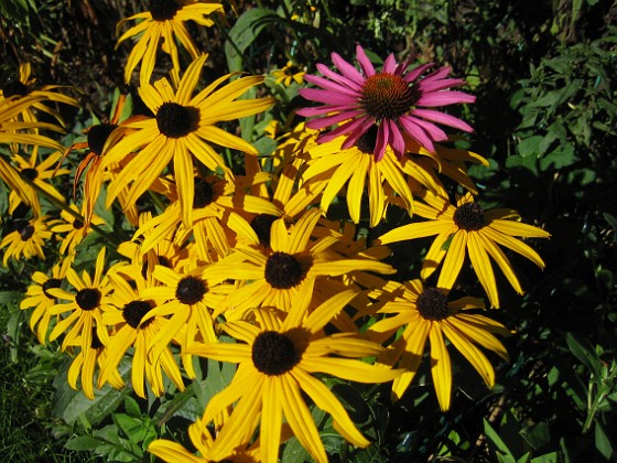 Echinacea  
  
2009-09-19 IMG_0028  
Granudden  
Färjestaden  
Öland