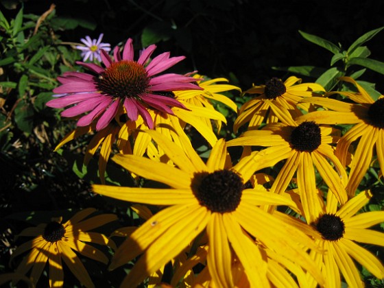 Echinacea 
