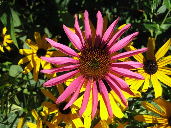 Echinacea