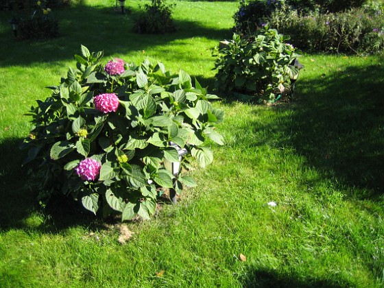 Hortensia  
  
2009-09-19 IMG_0040  
Granudden  
Färjestaden  
Öland