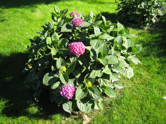 Hortensia  
  
2009-09-19 IMG_0041  
Granudden  
Färjestaden  
Öland