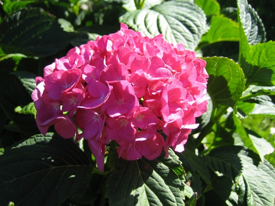 Hortensia 
