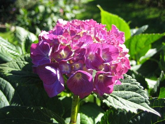 Hortensia 
