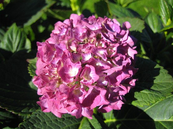 Hortensia 
