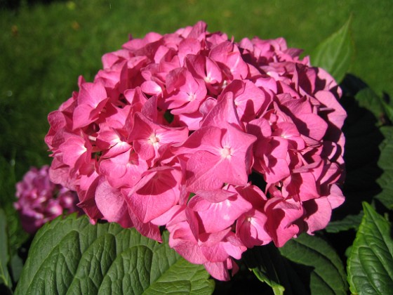 Hortensia