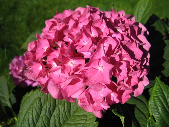 Hortensia 
