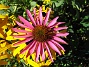 Echinacea  
  
2009-09-19 IMG_0035