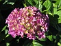 Hortensia