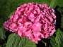 Hortensia