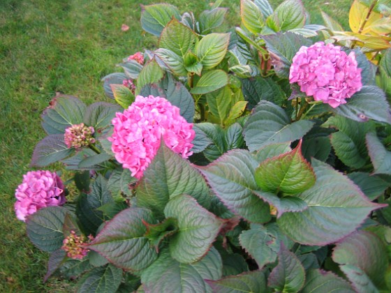 Hortensia