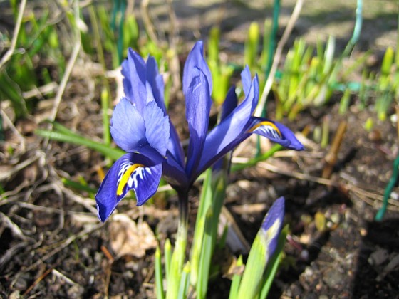 Iris  
  
2010-04-02 015  
Granudden  
Färjestaden  
Öland