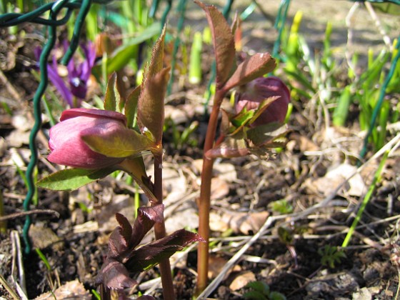 Julros  
  
2010-04-02 016  
Granudden  
Färjestaden  
Öland