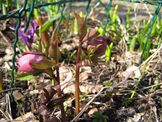 Julros  
  
2010-04-02 017  
Granudden  
Färjestaden  
Öland