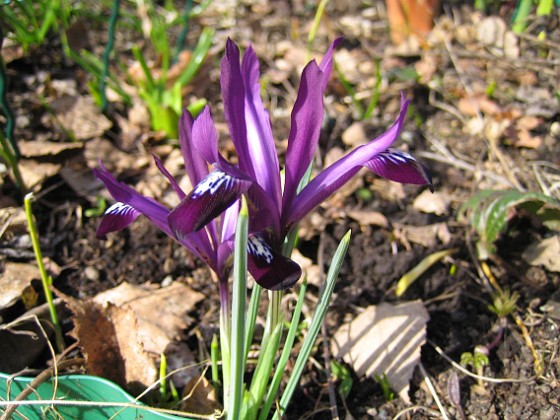 Iris  
  
2010-04-02 020  
Granudden  
Färjestaden  
Öland