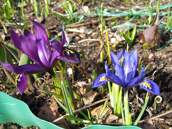 Iris  
  
2010-04-02 021  
Granudden  
Färjestaden  
Öland