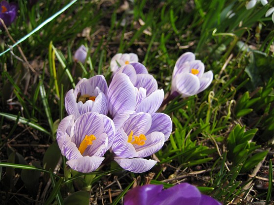 Krokus  
  
2010-04-02 027  
Granudden  
Färjestaden  
Öland