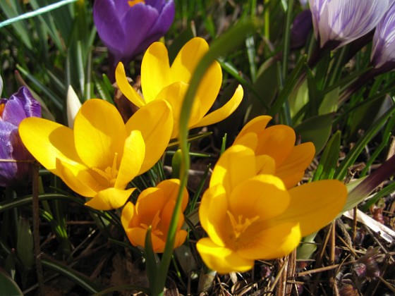 Krokus  
  
2010-04-02 030  
Granudden  
Färjestaden  
Öland