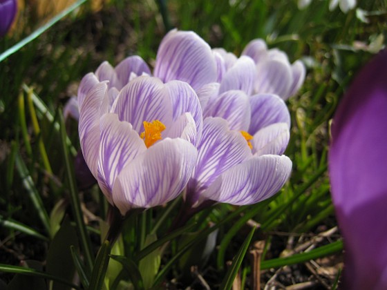 Krokus  
  
2010-04-02 033  
Granudden  
Färjestaden  
Öland