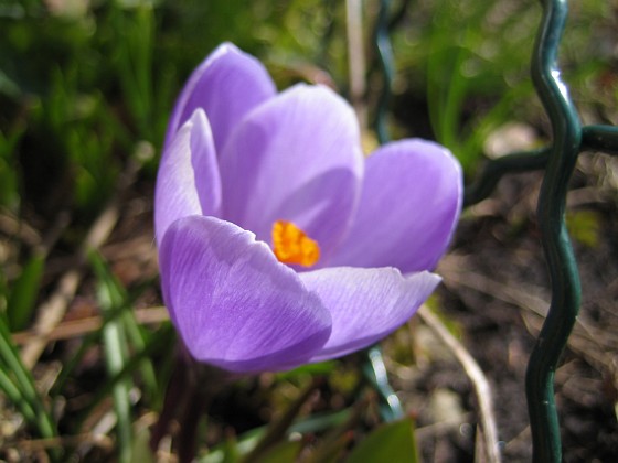 Krokus  
  
2010-04-02 034  
Granudden  
Färjestaden  
Öland