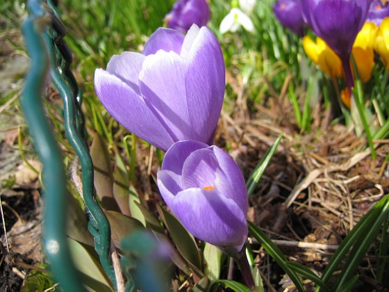 Krokus  
  
2010-04-02 035  
Granudden  
Färjestaden  
Öland