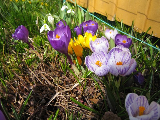 Krokus  
  
2010-04-02 036  
Granudden  
Färjestaden  
Öland