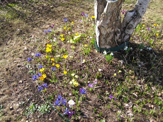 Krokus  
  
2010-04-02 037  
Granudden  
Färjestaden  
Öland