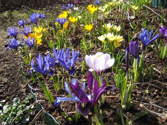 Krokus  
  
2010-04-02 038  
Granudden  
Färjestaden  
Öland